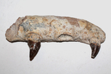 Щелепа базілозавра з зубами, 35 млн років, фото №7