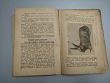 1909 год Черновцы Кролики разведение выращивание, фото №9