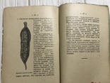 1912 Культура редиса различных сортов, фото №9