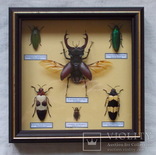 Тропические жуки в рамке №3, фото №3