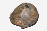 Головка стегнової кістки мамута (мамонта) четвертинного періоду, фото №3