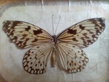 Бабочка в рамке, фото №4