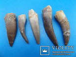  Зубы плезиозавра mauritanicus, фото №2
