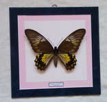 Бабочка Papilio cuneifer Индонезия, фото №2