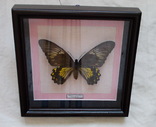 Бабочка Papilio cuneifer Индонезия, фото №3