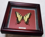 Бабочка в рамке Papilio glaucus Мексика, фото №5