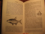 Л.П Сабанеев Рыбы России 2 томник, фото №9