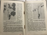 1937 Два урожая винограда в один год, фото №2