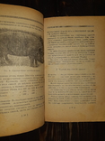1919 Свиноводство, фото №7