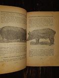 1919 Свиноводство, фото №2