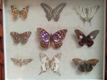 Коллекция бабочек в рамке, фото №4