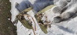 Складные лыжи-снегоступы из авиационного НАЗа, фото №3
