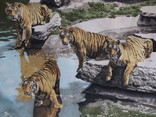 Винтажный ковер Тигры старая Европа, фото №5
