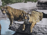 Винтажный ковер Тигры старая Европа, фото №6