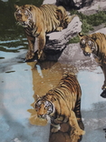 Винтажный ковер Тигры старая Европа, фото №7
