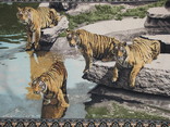 Винтажный ковер Тигры старая Европа, фото №8