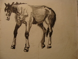 Лошадь конь, фото №2