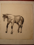 Лошадь конь, фото №3