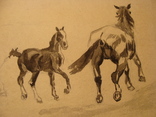 Лошадь конь, фото №5