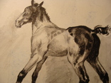 Лошадь конь жеребенок, фото №5