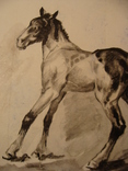 Лошадь конь жеребенок, фото №6