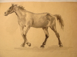 Лошадь конь жеребенок, фото №10