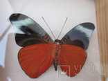 Бабочка ''PANACEA PROLA'' Колумбия, фото №4