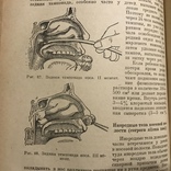 1939 Болезни уха и верхних дыхательных путей в детском возрасте, фото №13