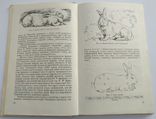 Разведение кроликов. Кролівництво. 1977 год, фото №5