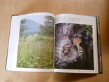 Фотоальбом:  Птицы уссурийской тайги. 1984.Увеличенный формат., фото №7