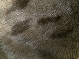 Steinkogler Альпы(Австрия) - теплые боты на цигейке разм.45, numer zdjęcia 10