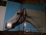 1976 Ветер в гривне.  Лошади Кони громадный фотоальбом, фото №4