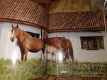 1976 Ветер в гривне.  Лошади Кони громадный фотоальбом, фото №7