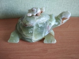 Черепахи оникс., фото №5