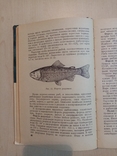 Болезни рыб и основы рыбоводства 1964 г. тираж 5 тыс., numer zdjęcia 4