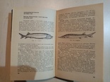 Болезни рыб и основы рыбоводства 1964 г. тираж 5 тыс., numer zdjęcia 6