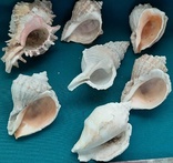 Раковины моллюсков -7шт, фото №3