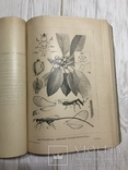 1910 Насекомые Эффектная книга с раскрашенными рисунками, фото №7