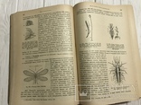 1910 Насекомые Эффектная книга с раскрашенными рисунками, фото №8