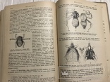 1910 Насекомые Эффектная книга с раскрашенными рисунками, фото №13