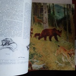 Дитяча енциклопедія "Рослини і тварини" том 4 1962р., фото №6