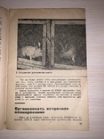 1932 Забота о кроликах, фото №2