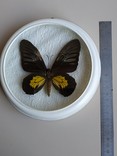 Бабочка - Тройдес (Мадагаскар)., фото №7