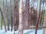 Алек Гросс. В весеннем лесу, х., м., 50х70 см, фото №4