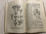 1935 Дикорослі лікарські рослини флори УСРР, фото №10