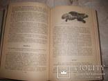 Пушно-меховое сырье. З.Я.Лебенгарц 1969г. Тираж 3000-экз., фото №6