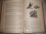 Пушно-меховое сырье. З.Я.Лебенгарц 1969г. Тираж 3000-экз., фото №8