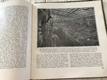 1929 Кактусы Монолитный труд, фото №12