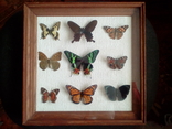 Коллекция бабочек в рамке 29,8смХ29,8смХ3,4см, фото №4