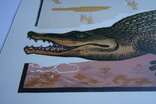 Крокодил Лінорит є підпис 1980і, фото №5